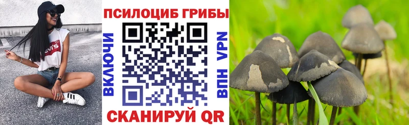 Купить закладки  Гуково  Галлюциногенные грибы Psilocybine cubensis 